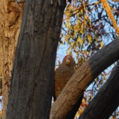 Callocephalon fimbriatum (Gang-gang Cockatoo) at Red Hill to Yarralumla Creek - 26 Jun 2018 by JackyF