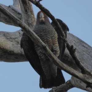 Callocephalon fimbriatum at Hughes, ACT - 26 Jun 2018