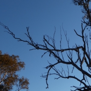 Callocephalon fimbriatum at Hughes, ACT - 26 Jun 2018