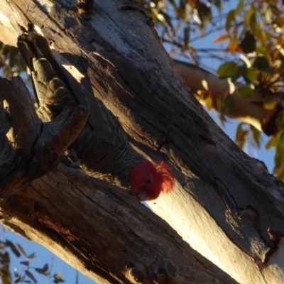 Callocephalon fimbriatum (Gang-gang Cockatoo) at GG102 - 26 Jun 2018 by JackyF