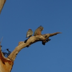 Callocephalon fimbriatum at Hughes, ACT - 26 Jun 2018