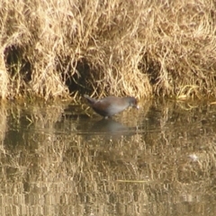 Zapornia tabuensis (Spotless Crake) at Fyshwick, ACT - 24 Jun 2018 by MatthewFrawley