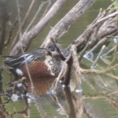 Spatula rhynchotis (Australasian Shoveler) at Bawley Point Bushcare - 25 Jun 2018 by Marg