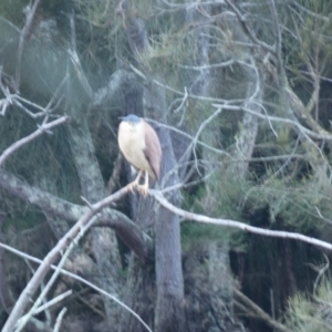Nycticorax caledonicus at Bawley Point, NSW - 26 Jun 2018 02:27 AM