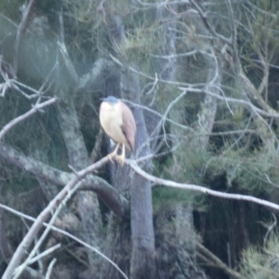 Nycticorax caledonicus (Nankeen Night-Heron) at Bawley Point, NSW - 25 Jun 2018 by Marg