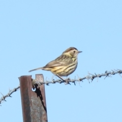 Pyrrholaemus sagittatus (Speckled Warbler) at Symonston, ACT - 26 Jun 2018 by KumikoCallaway