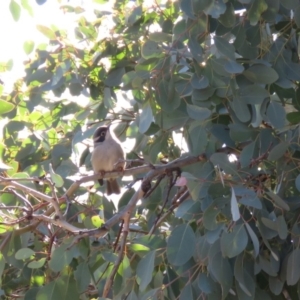 Melithreptus brevirostris at Symonston, ACT - 26 Jun 2018