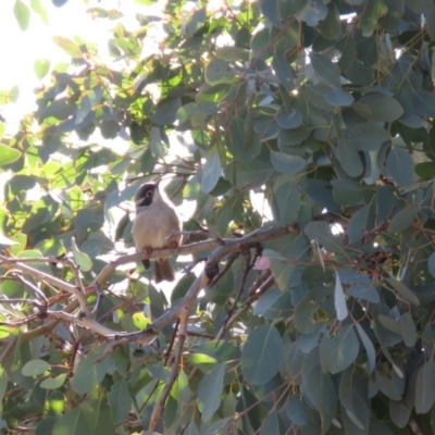 Melithreptus brevirostris (Brown-headed Honeyeater) at Symonston, ACT - 26 Jun 2018 by KumikoCallaway