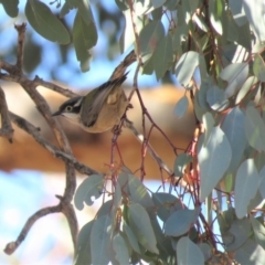 Melithreptus brevirostris at Symonston, ACT - 26 Jun 2018