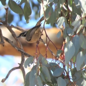 Melithreptus brevirostris at Symonston, ACT - 26 Jun 2018