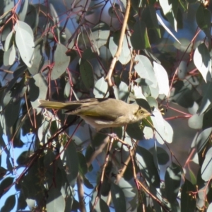 Ptilotula fusca at Symonston, ACT - 26 Jun 2018