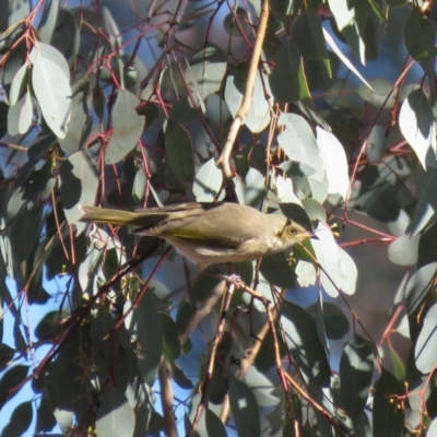 Ptilotula fusca (Fuscous Honeyeater) at Symonston, ACT - 26 Jun 2018 by KumikoCallaway