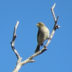 Ptilotula fusca at Symonston, ACT - 26 Jun 2018