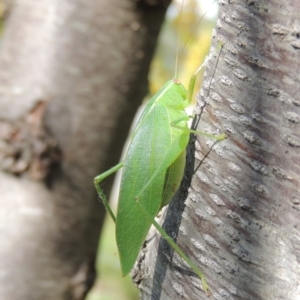 Caedicia simplex at Conder, ACT - 15 Apr 2016 01:06 PM