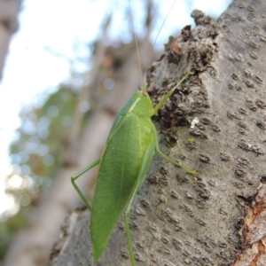 Caedicia simplex at Conder, ACT - 15 Apr 2016 01:06 PM