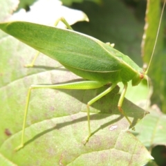 Caedicia simplex (Common Garden Katydid) at Conder, ACT - 6 Mar 2018 by michaelb