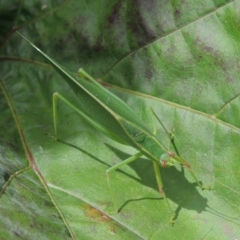 Caedicia simplex at Conder, ACT - 7 Mar 2018 12:00 AM