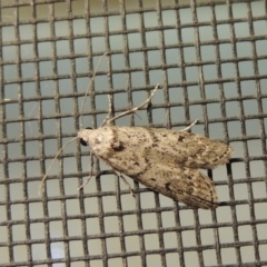 Heteromicta pachytera (Galleriinae subfamily moth) at Pollinator-friendly garden Conder - 10 Jan 2018 by michaelb