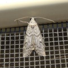 Heteromicta pachytera at Conder, ACT - 11 Jan 2018 12:04 AM