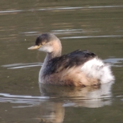 Tachybaptus novaehollandiae (Australasian Grebe) at Fyshwick, ACT - 20 Jun 2018 by michaelb