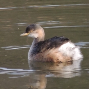 Tachybaptus novaehollandiae at Fyshwick, ACT - 20 Jun 2018