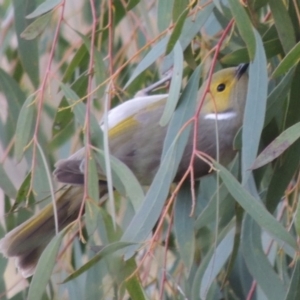 Ptilotula penicillata at Fyshwick, ACT - 20 Jun 2018 05:12 PM