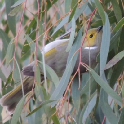 Ptilotula penicillata (White-plumed Honeyeater) at Fyshwick, ACT - 20 Jun 2018 by MichaelBedingfield