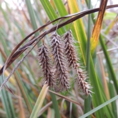 Carex fascicularis (Tassel Sedge) at Fyshwick, ACT - 20 Jun 2018 by MichaelBedingfield