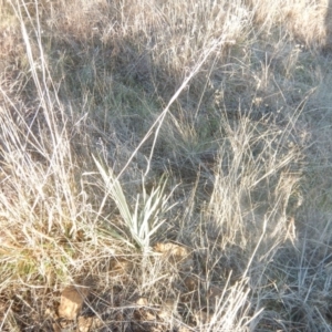 Dianella sp. aff. longifolia (Benambra) at Molonglo Valley, ACT - 26 Jun 2018