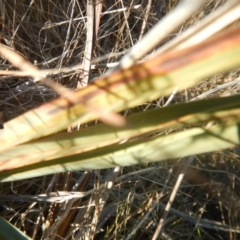 Dianella sp. aff. longifolia (Benambra) at Molonglo Valley, ACT - 26 Jun 2018