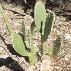 Opuntia stricta (Common Prickly Pear) at Percival Hill - 26 Jun 2018 by MichaelMulvaney
