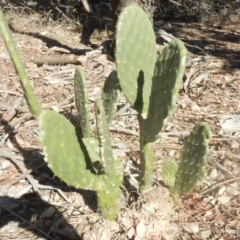 Opuntia stricta (Common Prickly Pear) at Nicholls, ACT - 26 Jun 2018 by MichaelMulvaney