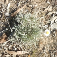 Leucochrysum albicans subsp. tricolor (Hoary Sunray) at Nicholls, ACT - 26 Jun 2018 by MichaelMulvaney