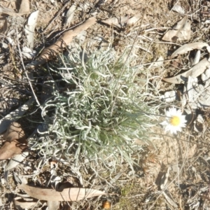 Leucochrysum albicans subsp. tricolor at Nicholls, ACT - 26 Jun 2018 01:33 PM