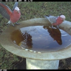 Eolophus roseicapilla (Galah) at Tathra Public School - 20 Jun 2018 by tathrapublicschool