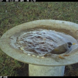 Manorina melanocephala at Tathra Public School - 27 Jun 2018