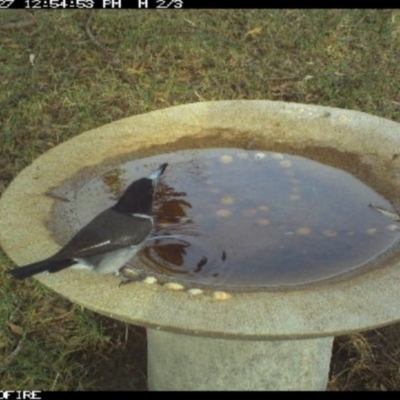 Cracticus torquatus (Grey Butcherbird) at Tathra Public School - 27 Jun 2018 by tathrapublicschool