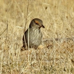 Colluricincla harmonica (Grey Shrikethrush) at Booth, ACT - 26 Jun 2018 by RodDeb