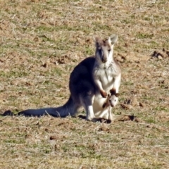 Osphranter robustus (Wallaroo) at Booth, ACT - 26 Jun 2018 by RodDeb