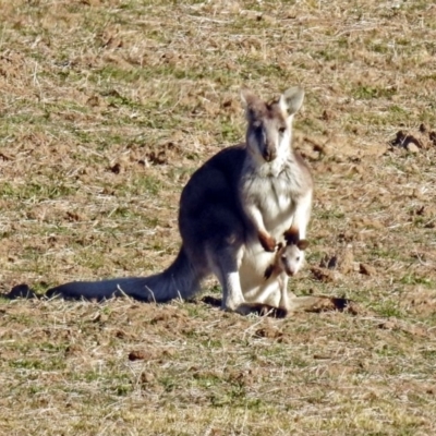 Osphranter robustus robustus (Eastern Wallaroo) at Booth, ACT - 26 Jun 2018 by RodDeb