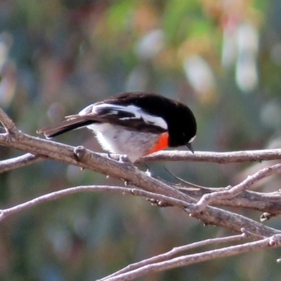 Petroica boodang (Scarlet Robin) at Booth, ACT - 26 Jun 2018 by RodDeb