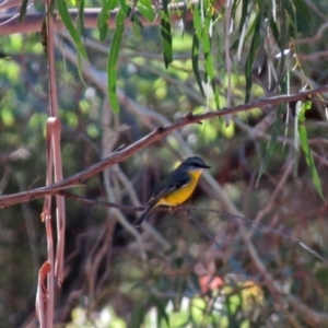 Eopsaltria australis at Booth, ACT - 26 Jun 2018 12:02 PM