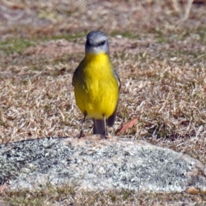 Eopsaltria australis at Booth, ACT - 26 Jun 2018