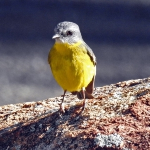 Eopsaltria australis at Booth, ACT - 26 Jun 2018