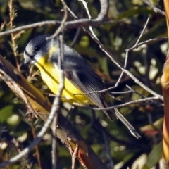 Eopsaltria australis at Booth, ACT - 26 Jun 2018