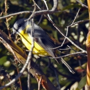 Eopsaltria australis at Booth, ACT - 26 Jun 2018