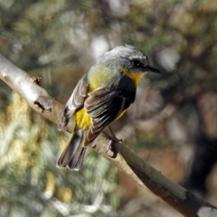 Eopsaltria australis at Booth, ACT - 26 Jun 2018