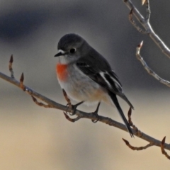 Petroica boodang (Scarlet Robin) at Booth, ACT - 26 Jun 2018 by RodDeb