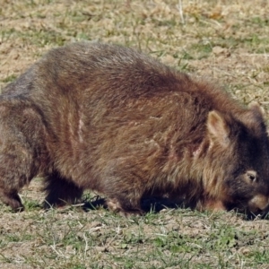 Vombatus ursinus at Booth, ACT - 26 Jun 2018