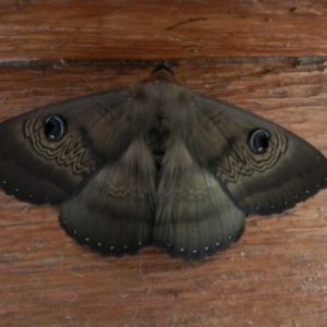 Dasypodia selenophora at Wolumla, NSW - 15 Feb 2014